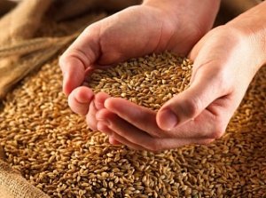 В Пензенской области построят завод по переработке пшеницы