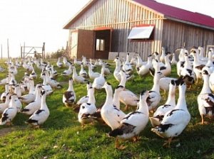 Под Новосибирском появится ферма с французскими утками за 3,5 миллиарда