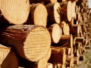 Предприятие по переработке леса создадут в Лобве Свердловской области